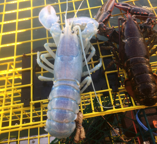 Translucent Lobster Discovered Off the Coast of Maine
